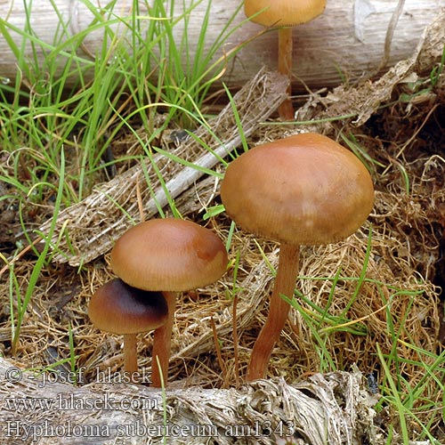 Hypholoma subericaeum am1343