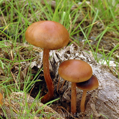 Modderzwavelko Hypholoma subericaeum Agaricus