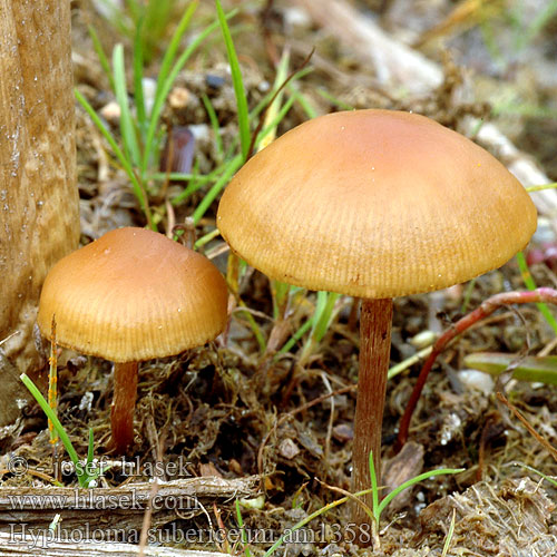 Teichrand-Schwefelkopf Teichrand Schwefelkopf Sumpslöjskivling