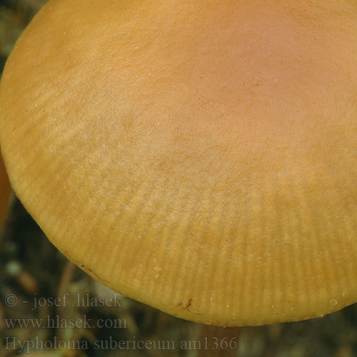 Hypholoma subericaeum am1366