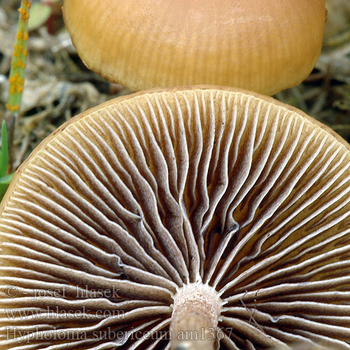 Hypholoma subericaeum am1367