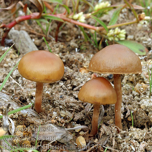 Hypholoma subericaeum am1377