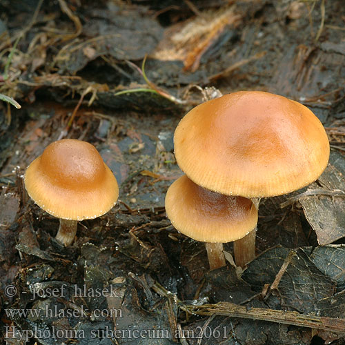 Hypholoma subericaeum Agaricus Teichrand-Schwefelkopf