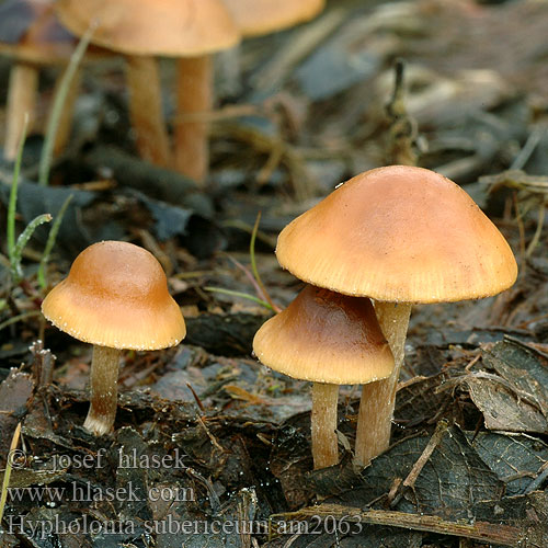 Hypholoma subericaeum Agaricus Teichrand-Schwefelkopf