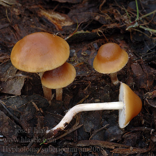 Hypholoma subericaeum am2068