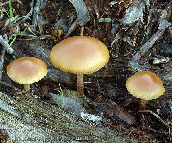 Hypholoma subericaeum am2073