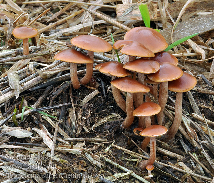 Teichrand-Schwefelkopf Hypholoma subericaeum