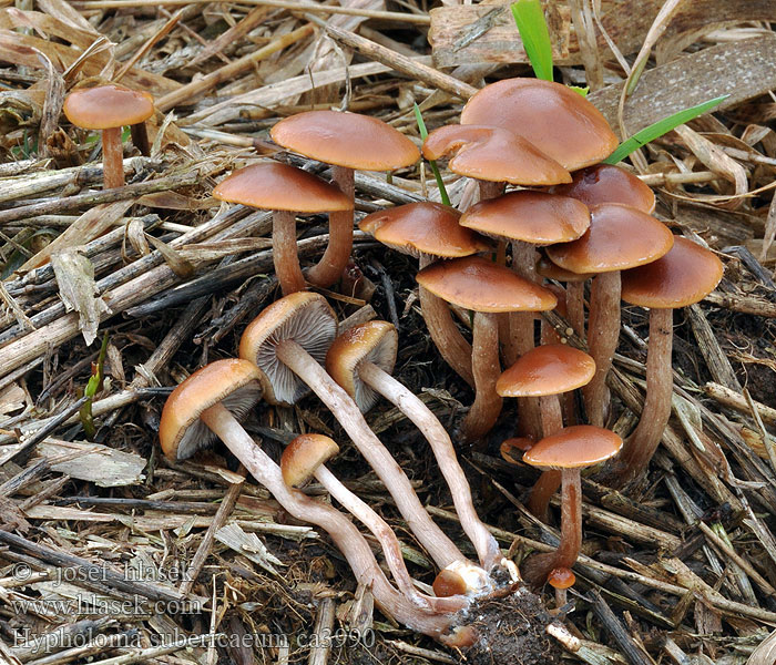 Sumpslöjskivling Hypholoma subericaeum