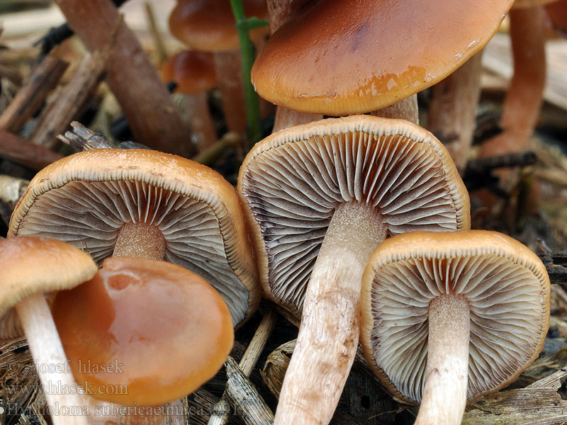 Třepenitka vlhkožijná Hypholoma subericaeum