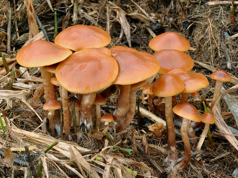 Eng-svovlhat Hypholoma subericaeum