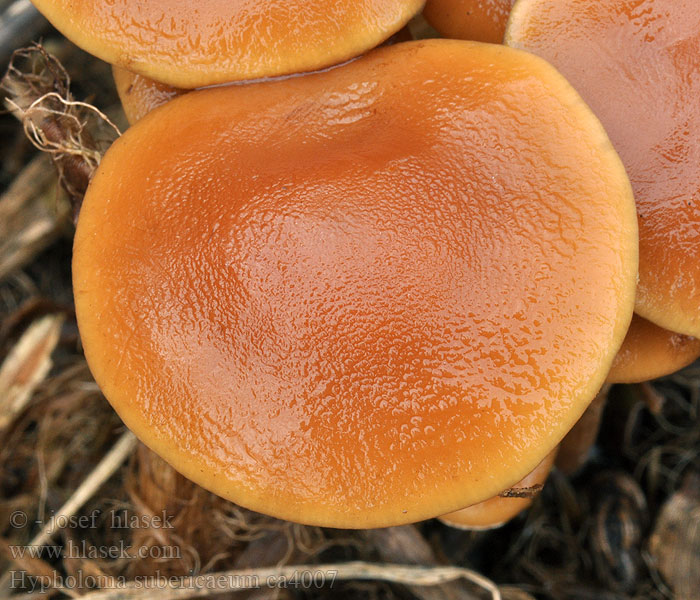 Modderzwavelkop Hypholoma subericaeum