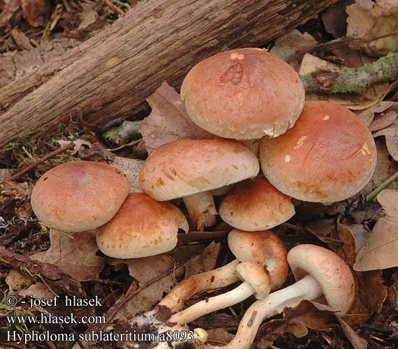 Hypholoma sublateritium Brick-red Teglrød svovlhat