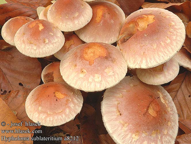 Hypholoma sublateritium Rode Zwavelkop Vöröses kénvirággomba