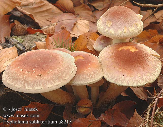 Hypholoma sublateritium Maślanka ceglasta Strapcovka tehlovočervená