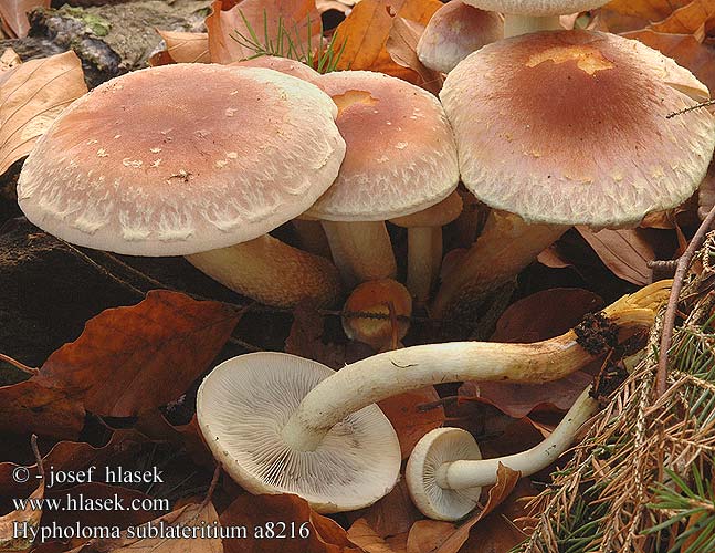 Hypholoma sublateritium Třepenitka cihlová Ķieģeļsarkanā sērsēne