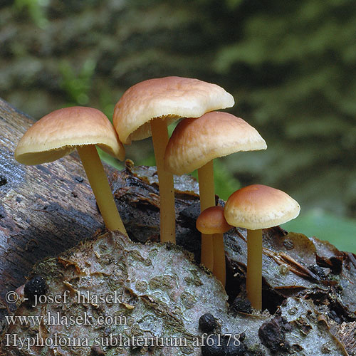 Hypholoma sublateritium nematoloma sublateritia lateritium