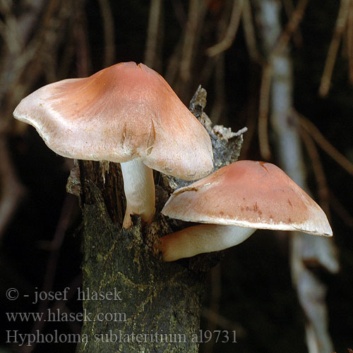 Hypholoma sublateritium al9731