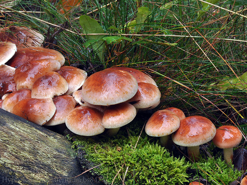 Hypholoma sublateritium Ziegelroter Schwefelkopf