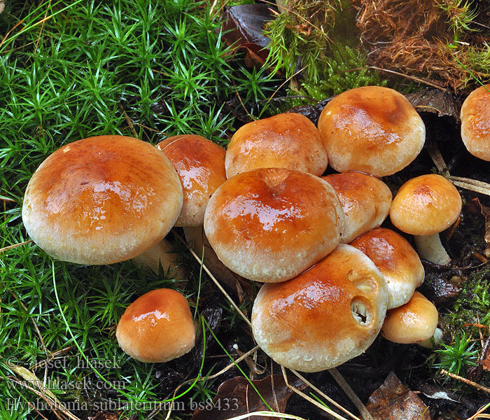 Hypholoma sublateritium Strapcovka tehlovočervená