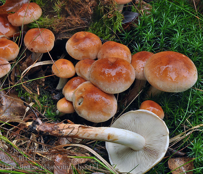 Hypholoma sublateritium Třepenitka cihlová