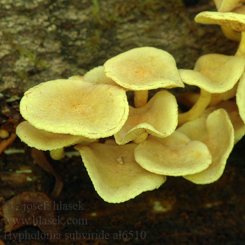 Hypholoma subviride Flammula aureoviridis Třepenitka drobná Strapcovka drobná Maślanka drobna