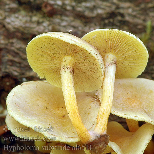 Flammula aureoviridis Třepenitka drobná Strapcovka drobná Maślanka drobna Hypholoma subviride