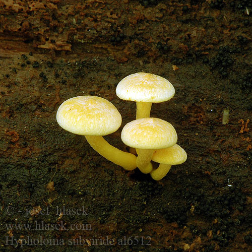 Třepenitka drobná Strapcovka drobná Maślanka drobna Hypholoma subviride Flammula aureoviridis