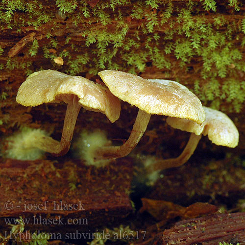 Maślanka drobna Hypholoma subviride Flammula aureoviridis Třepenitka drobná Strapcovka drobná