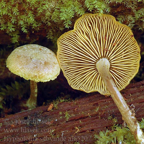 Maślanka drobna Hypholoma subviride Flammula aureoviridis Třepenitka drobná Strapcovka drobná