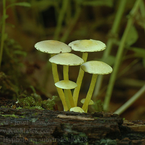 Hypholoma subviride Flammula aureoviridis Třepenitka drobná Strapcovka drobná Maślanka drobna