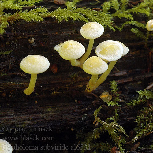 Hypholoma subviride Flammula aureoviridis Třepenitka drobná Strapcovka drobná Maślanka drobna