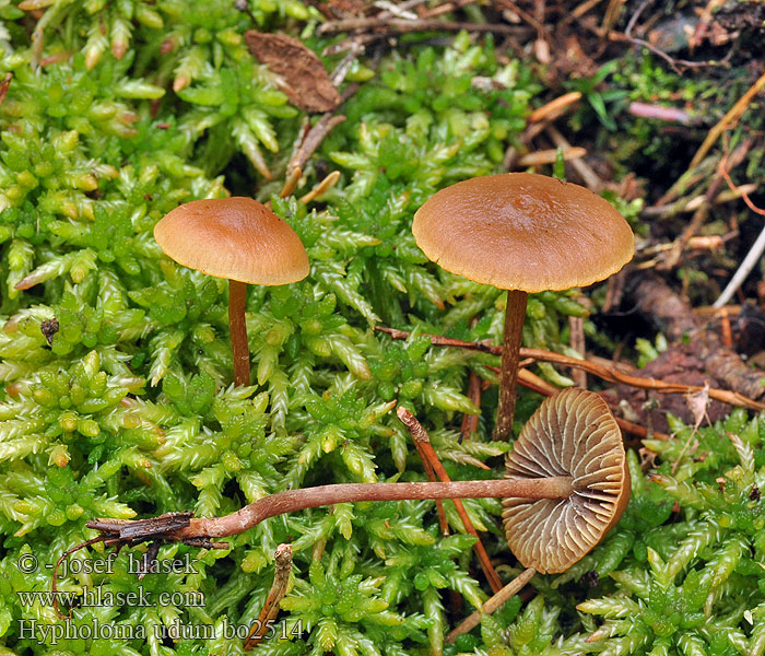 Hypholoma udum Třepenitka vlhkomilná Rausporiger Schwefelkopf