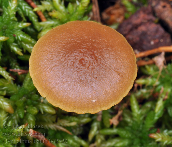 Hypholoma udum Kahler Torf-Schwefelkopf Bruine moeraszwavelkop