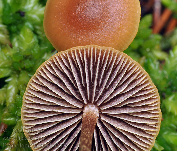 Hypholoma udum Łysiczka bagienna Torvslöjskivling