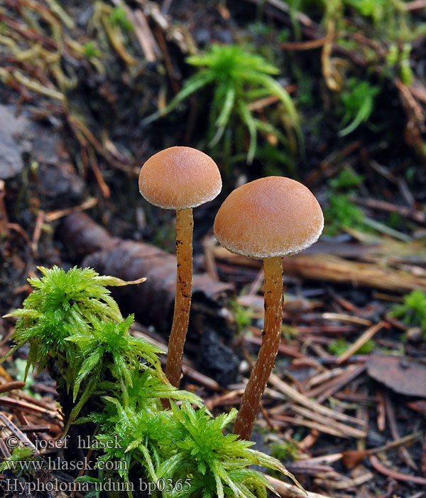 Hypholoma udum Hypholome mouillé Rødbrun myrsvovelsopp