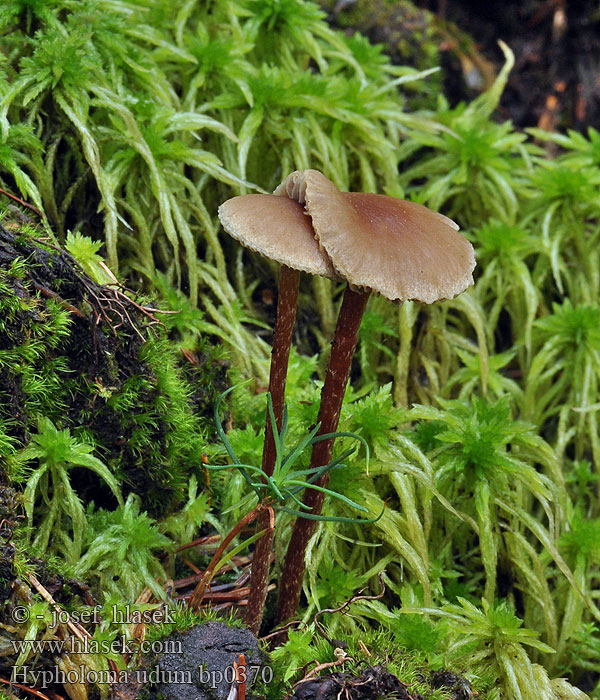 Hypholoma udum bp0370