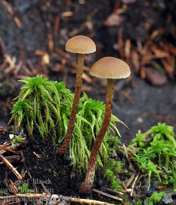 Hypholoma udum Rausporiger Schwefelkopf