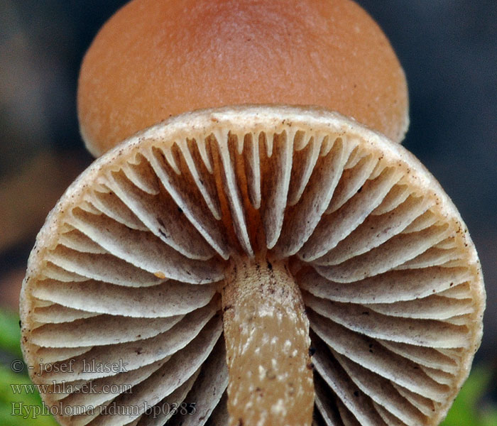 Hypholoma udum Kahler Torf-Schwefelkopf