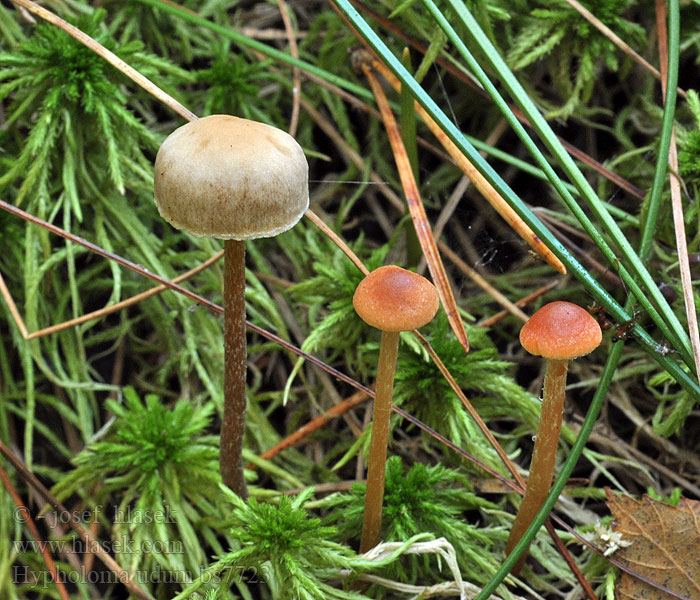 Hypholoma udum Bruine moeraszwavelkop