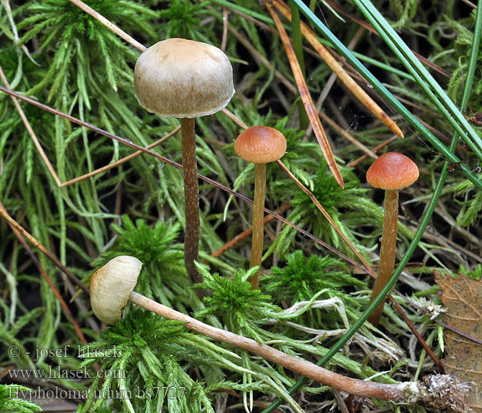 Hypholoma udum Łysiczka bagienna