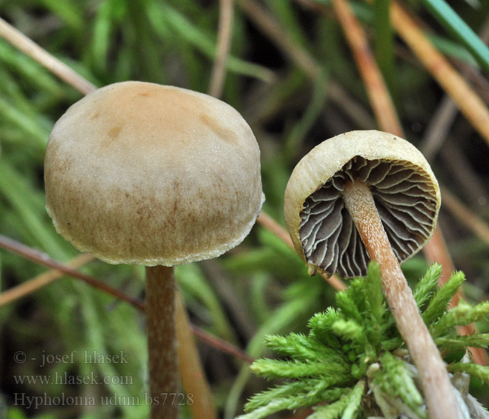 Hypholoma udum Torvslöjskivling