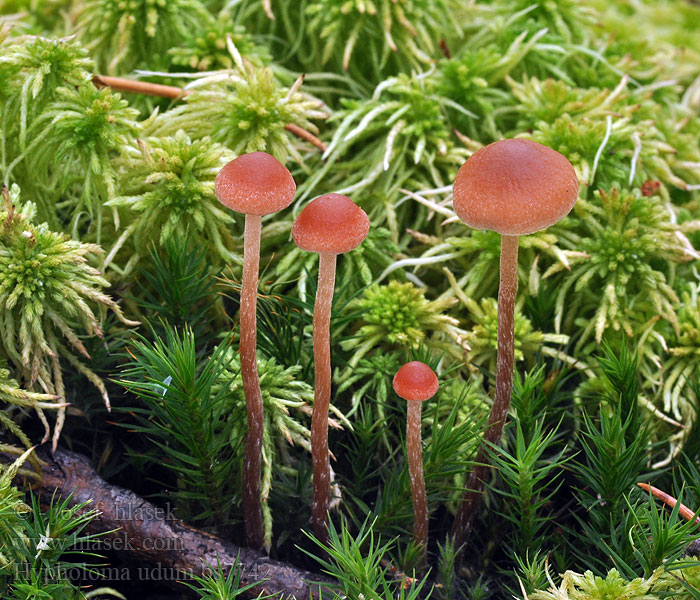 Hypholoma udum Turvelahokka