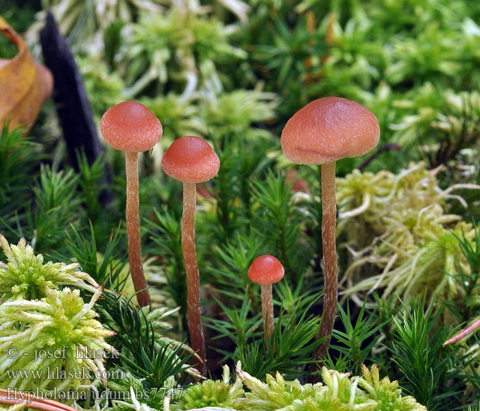 Hypholoma_udum_bs7747