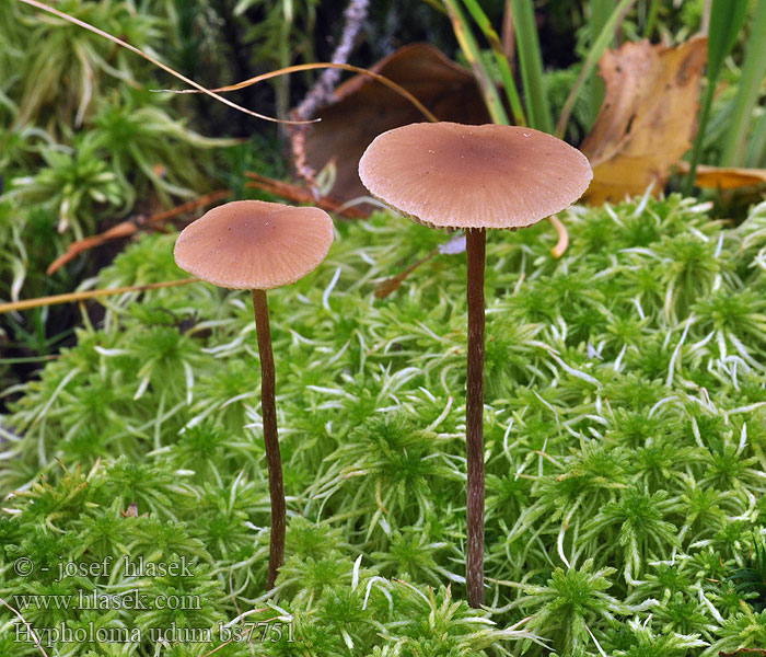 Hypholoma udum Rødbrun myrsvovelsopp