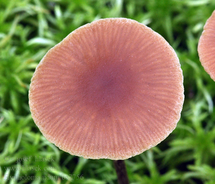 Hypholoma_udum_bs7756