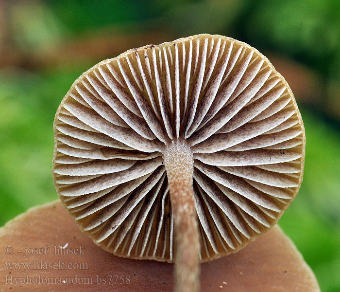 Rausporiger Schwefelkopf Hypholoma udum