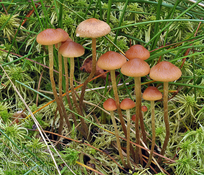 Hypholoma_udum_bs7800