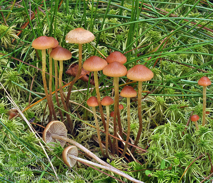 Łysiczka bagienna Hypholoma udum