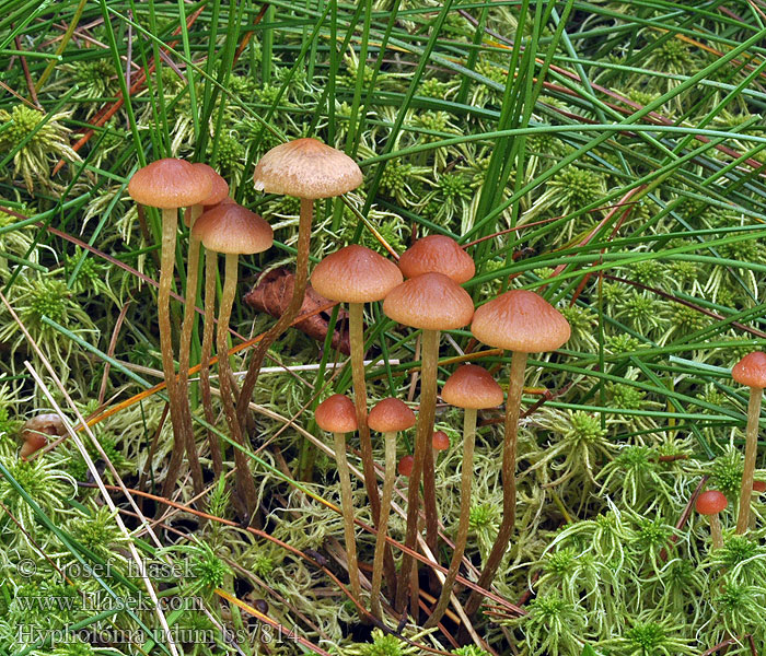 Hypholome mouillé Hypholoma udum