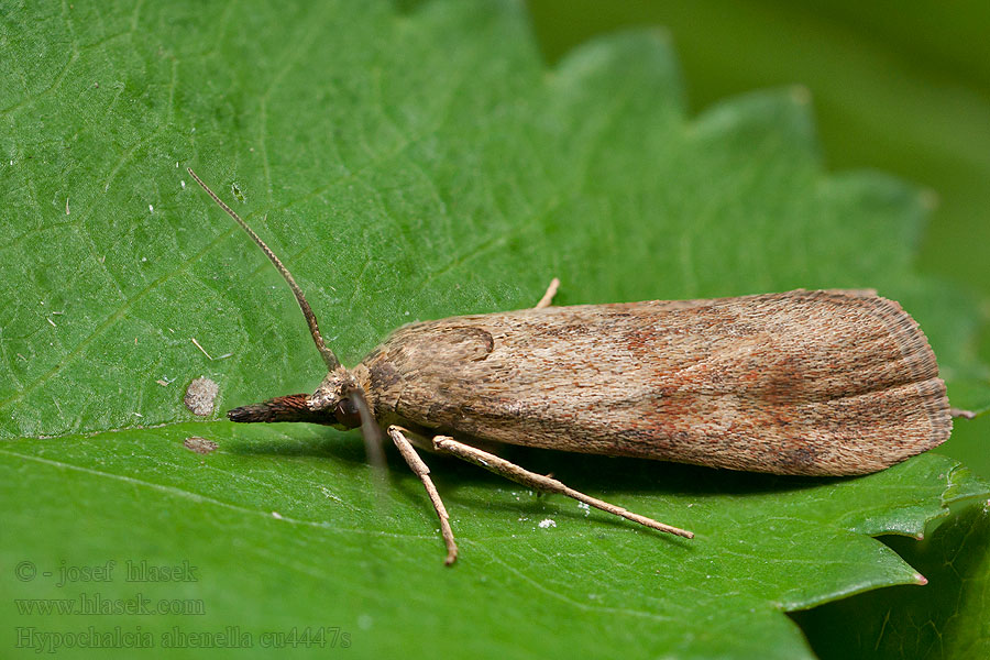 Hypochalcia ahenella Dingy Knot-horn Vijačka olivovohnedá